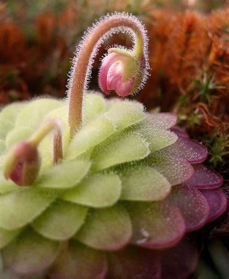 Butterwort (Pinguicula) - Carnivorous Plant Resource