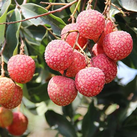 Sweetheart Lychee | C&J Gardening Center