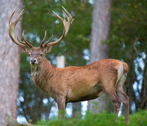 Hangul= Kashmiri stag Now critically endangered as per IUCN also. Found ...