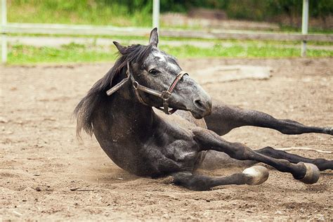 Colic in Horses – The Smart Vet Shop