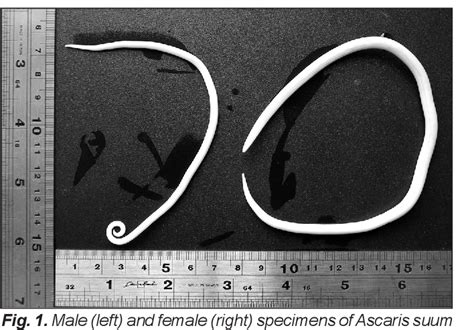 Figure 1 from Hybrid ascaris suum/lumbricoides (ascarididae) infestation in a pig farmer: a rare ...