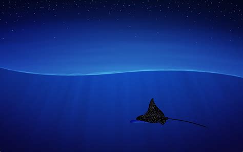 Manta Ray Wallpapers - Top Free Manta Ray Backgrounds - WallpaperAccess