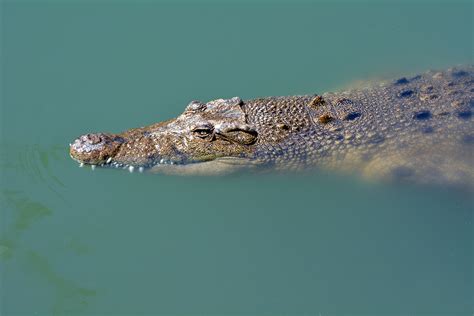 Nile Crocodile Vs Saltwater Crocodile