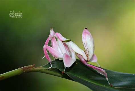 Orchid Mantis | Orchid mantis, Weird insects, Orchids