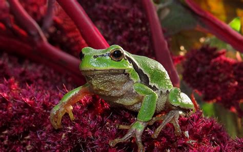 デスクトップ壁紙 : 草, 緑, 野生動物, 両生類, 花, 動物相, 脊椎動物, マクロ撮影, 木のカエル 1680x1050 - wallup - 628830 - デスクトップ壁紙 ...