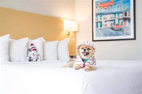 10 'Paw-some' Pet Friendly Hotels Savannah GA Offers for Your Next Vacation