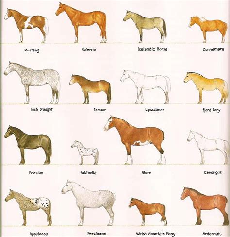 47 best images about Types of horses on Pinterest | Palomino, Show ...