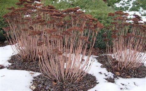 Autumn Joy Sedum winter | Sedum plant, Sedum, Drought resistant plants