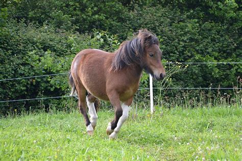 Shetland Pony | Animal World