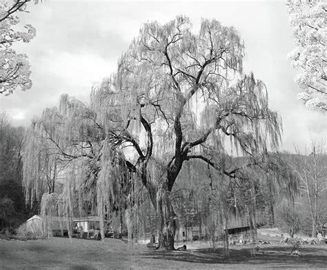 Weeping Willow Photograph by Mike McGlothlen - Pixels