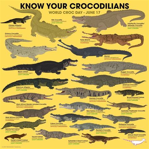 Sofía Villalpando on Twitter | Crocodile species, Saltwater crocodile ...