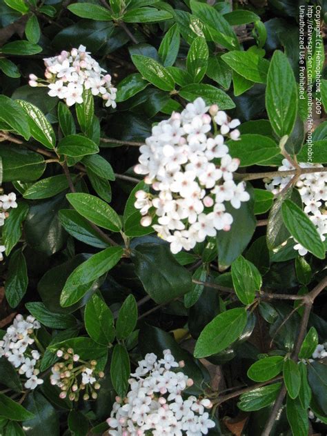 Trees, Shrubs and Conifers: What viburnum is this?, 1 by Hemophobic