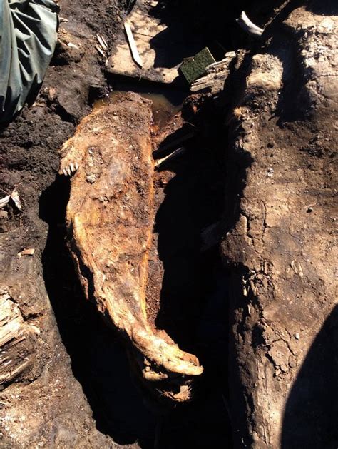 Giant polar bear skull found in Alaska traced to legendary 'weasel bear ...