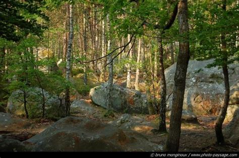 17 Best images about The Forest of Fontainebleau on Pinterest | City ...