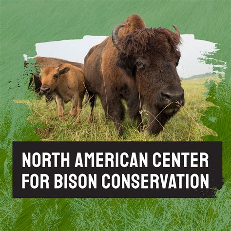 North American Center for Bison Conservation | Columbus Zoo and Aquarium