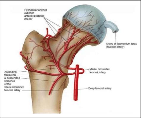 Proximal femoral vascular anatomy. Main blood supply to the femoral... | Download Scientific Diagram