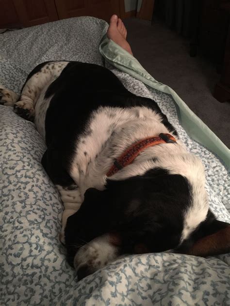 Pin by Carol Miedel on Gertie the Basset Hound, sleeping | Basset hound ...