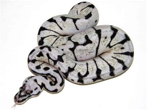 Zebra Bee - Morph List - World of Ball Pythons | Ball python, Ball ...