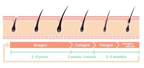 Hair Growth Cycle: 4 Stages Explained - Harley Street HTC