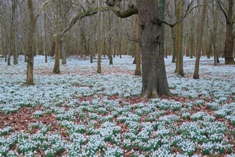 Welford Park: The Best Place to see Snowdrops in February - Rays of ...