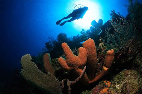 8 Interesting Facts About Diving in Roatan - Fly & Sea Dive Adventures