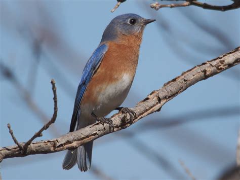 Eastern Bluebird - Species | LycoBirds