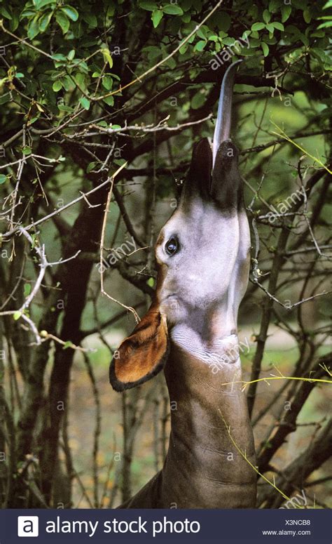 Okapi Eating Leaves High Resolution Stock Photography and Images - Alamy