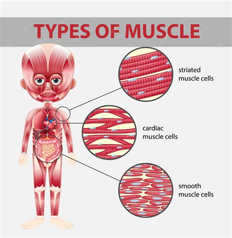 Tipos de diagrama de células musculares | Vector Premium