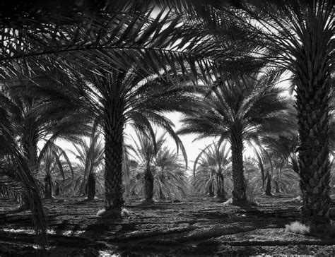 Dorothea Lange: Date palms, Coachella Valley, California, … | Flickr
