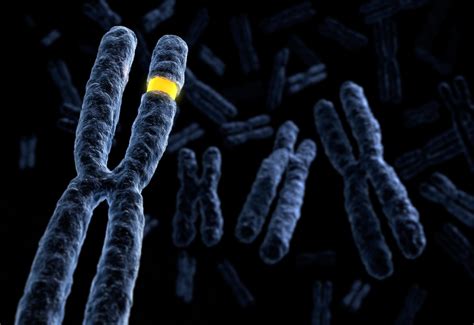 Chromosome Quirks Linked to Aging and Cancer | National Institutes of ...