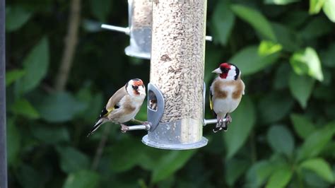 Goldfinch on the garden bird feeder - YouTube