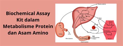 Biochemical Assay Kit dalam Metabolisme Protein dan Asam Amino - PT ...