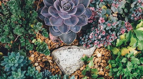 HD wallpaper: succulent flowers 4k screen | Wallpaper Flare