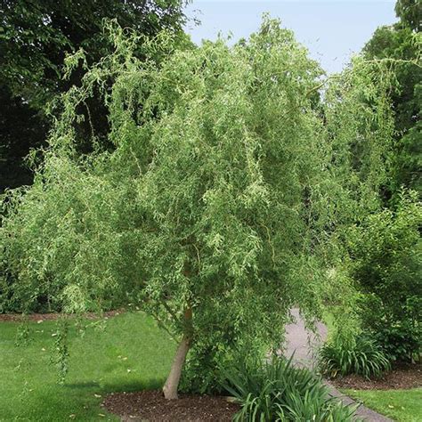 Corkscrew Willow Trees for Sale – FastGrowingTrees.com