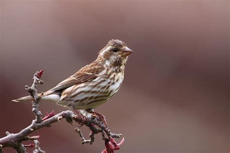 Purple Finch Female Photograph by Bruce J Robinson - Fine Art America