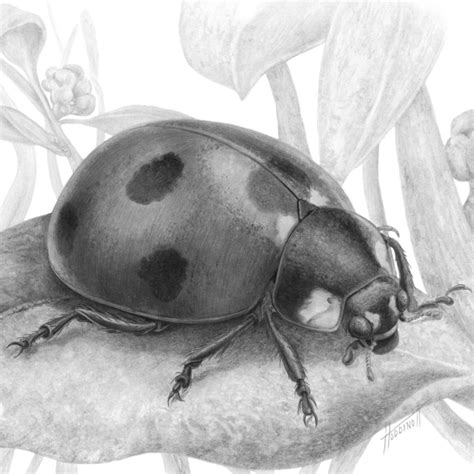 6.2.A21 Ladybug Lounging on a Leaf - Overview - Drawspace