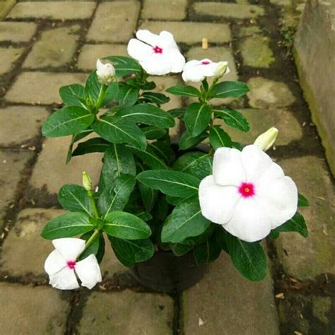 Jual Tanaman hias geranium/bunga tapak dara bunga putih dan ungu ...