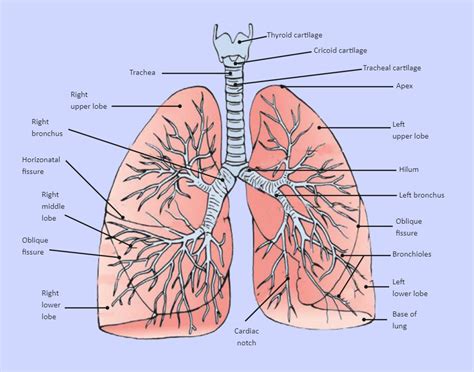 Lung diagram labeled – Artofit