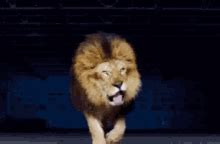 Lion Roar GIFs | Tenor