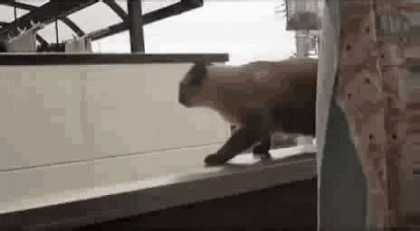 Cat GIF - Find & Share on GIPHY