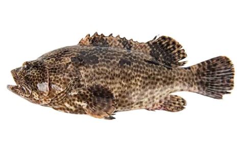 Grouper Pictures - AZ Animals