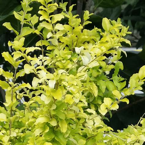 Ligustrum sinense 'Sunshine' | Gardeners Dream