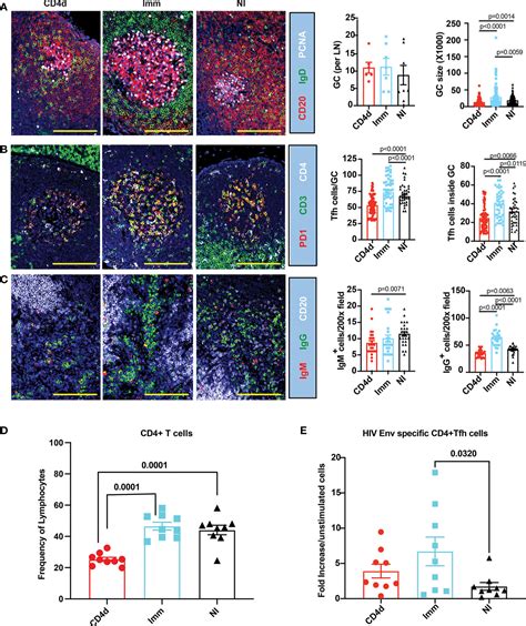 Frontiers | CD4+ T Cells Are Dispensable for Induction of Broad ...