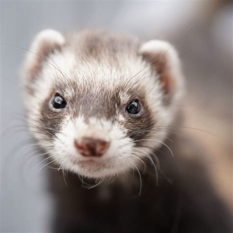 Ferret Care — Woofpurnay Veterinary Hospital | Professional compassionate care | Emergency Vet