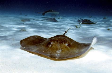 Australian Bull Stingray – "OCEAN TREASURES" Memorial Library