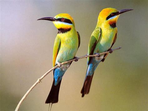 Two Small Birds On Branch Wallpaper 1024×768 - Birds Wallpapers