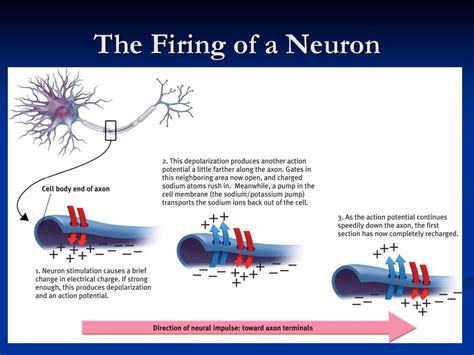 Chapter 2 (A): Biological Bases of Behavior - ppt download