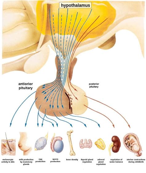 Animal Hormones | Organismal Biology