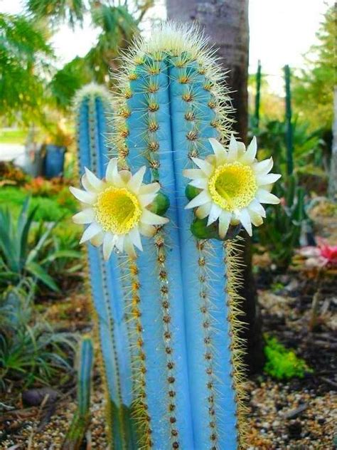 Pilosocereus azureus - Brazilian Blue Cactus- #Exoticflowers | Cactus seeds, Blue cactus, Cactus ...