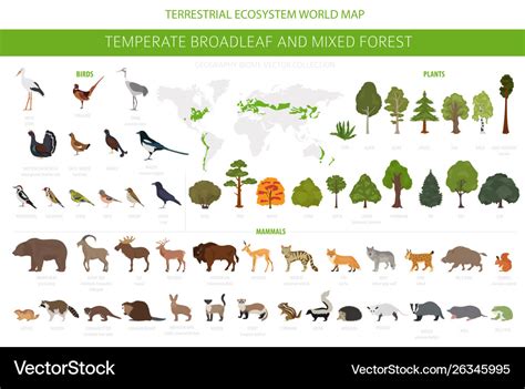 Temperate broadleaf forest and mixed forest biome Vector Image